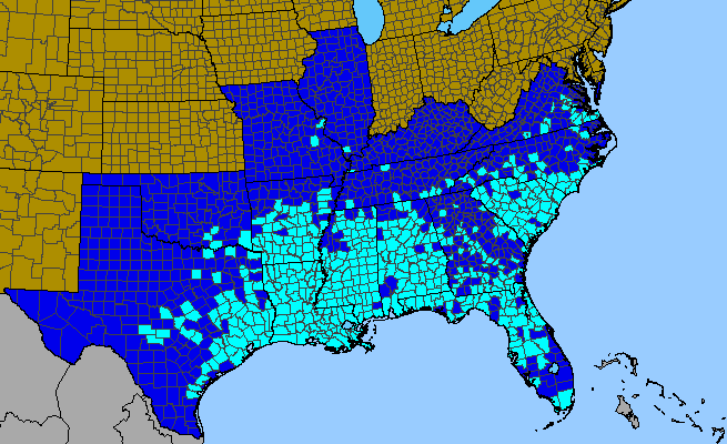 The range of Verbena brasiliensis